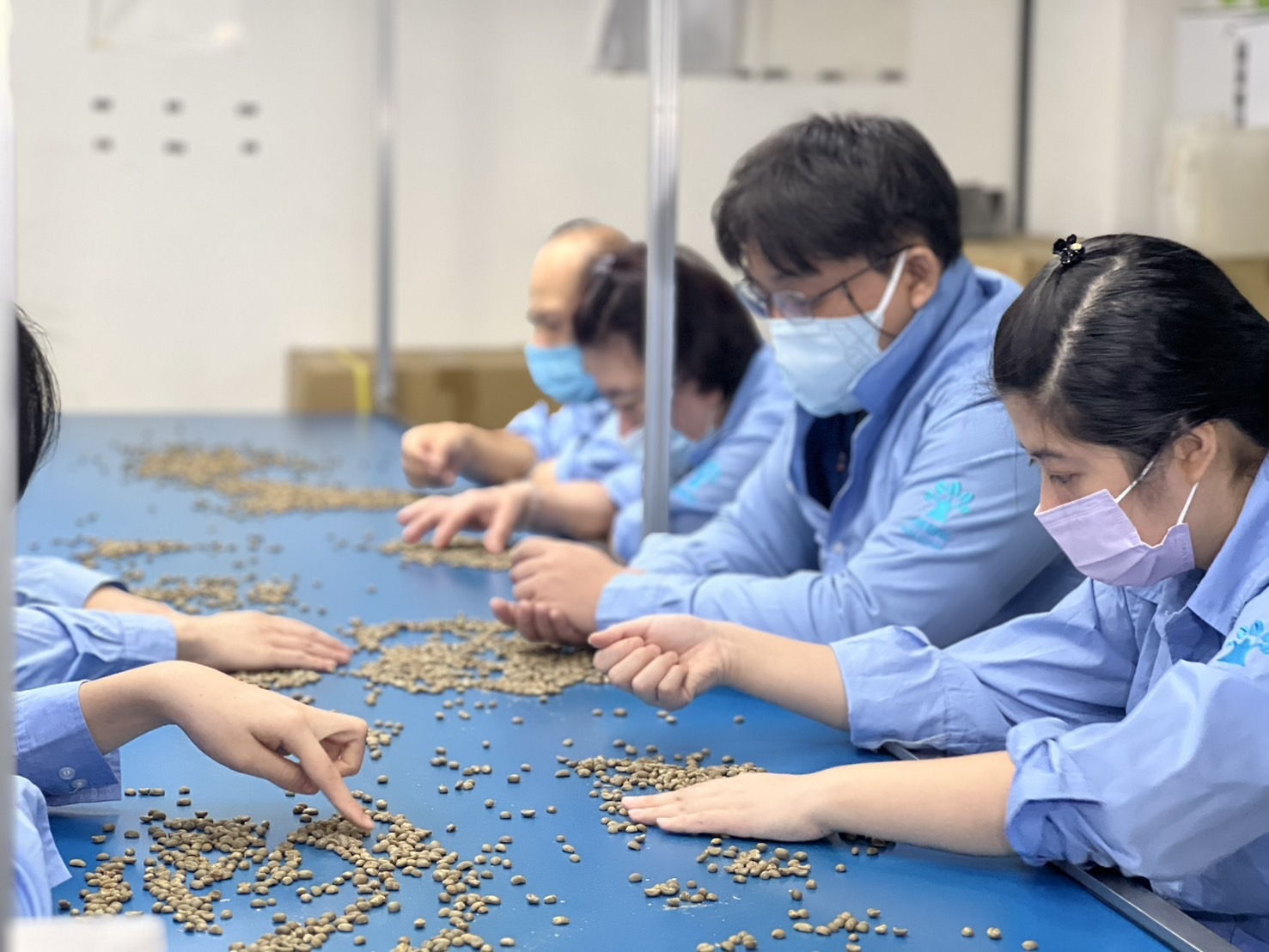 圖2、員工坐在機臺線上，專心挑選豆子，給顧客最好的品質